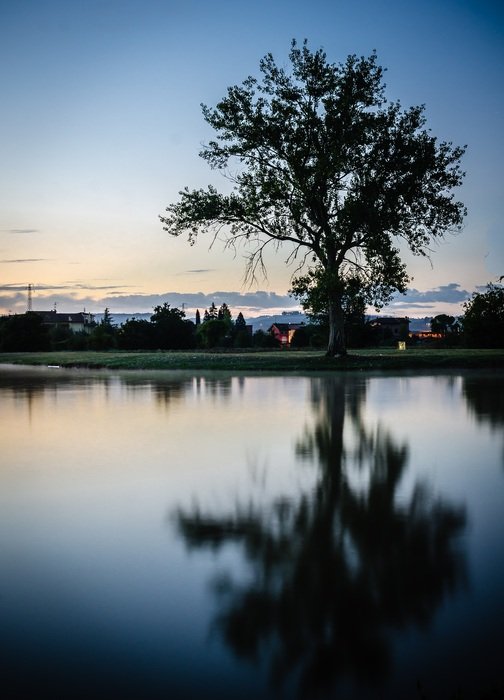tree by the water at sunrise
