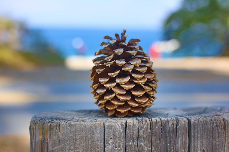 Pinecone on a stump near lake tahoe