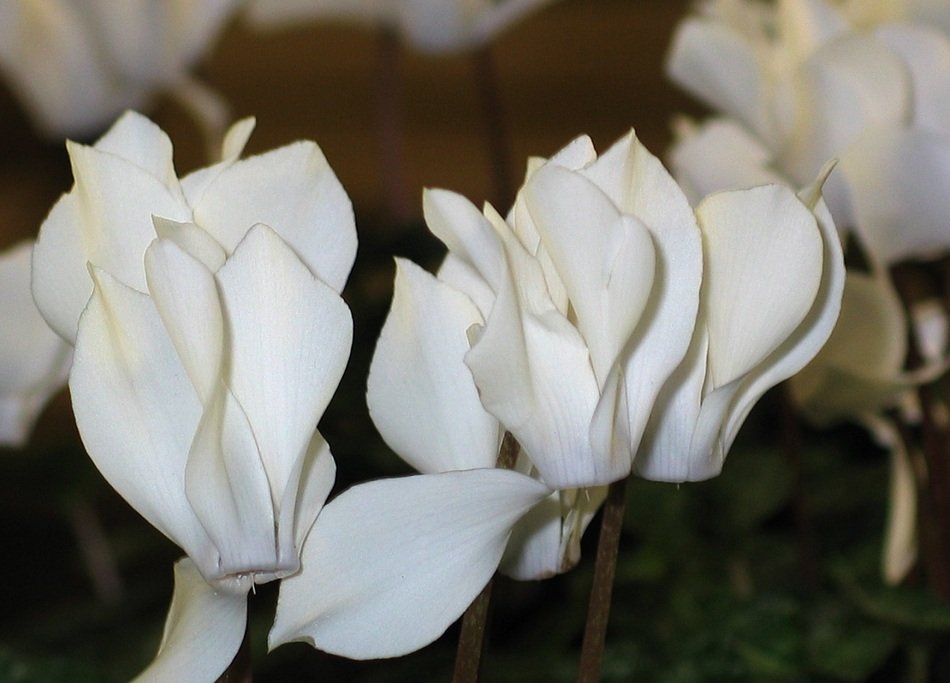 white cyclamen on the flowerbed