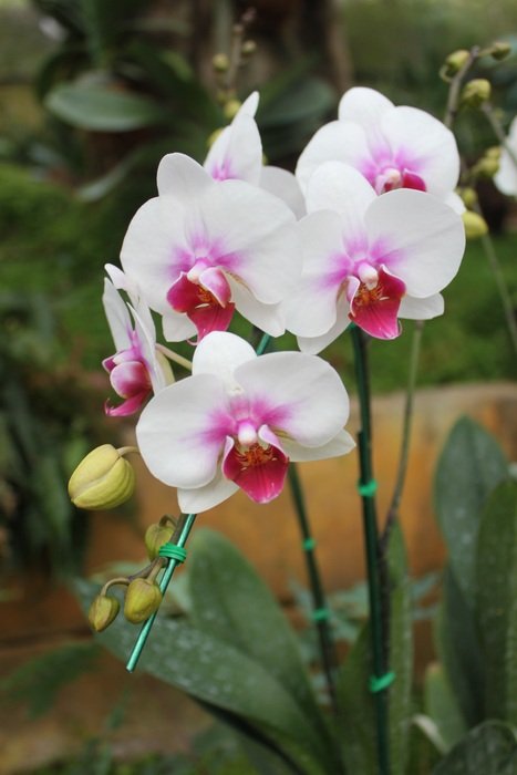 orchid flowers floristry