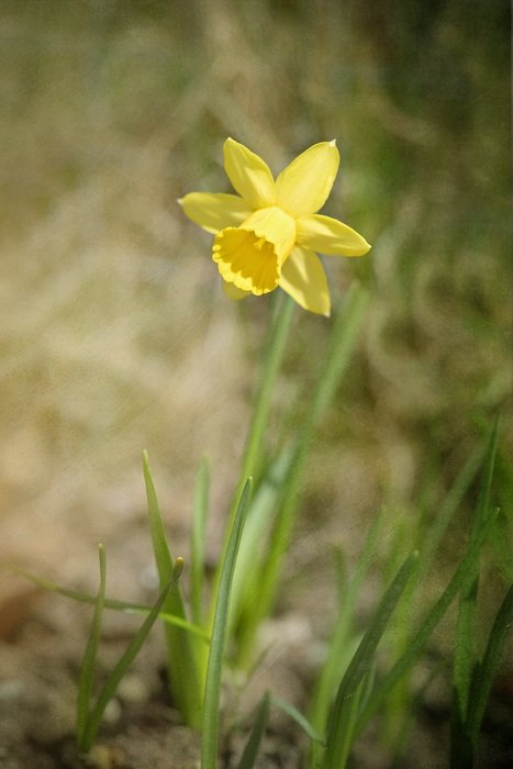 yellow narcissus in the garden