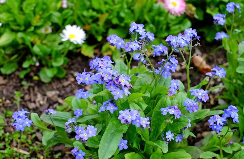 purple forget-me-nots and white daisies in the garden