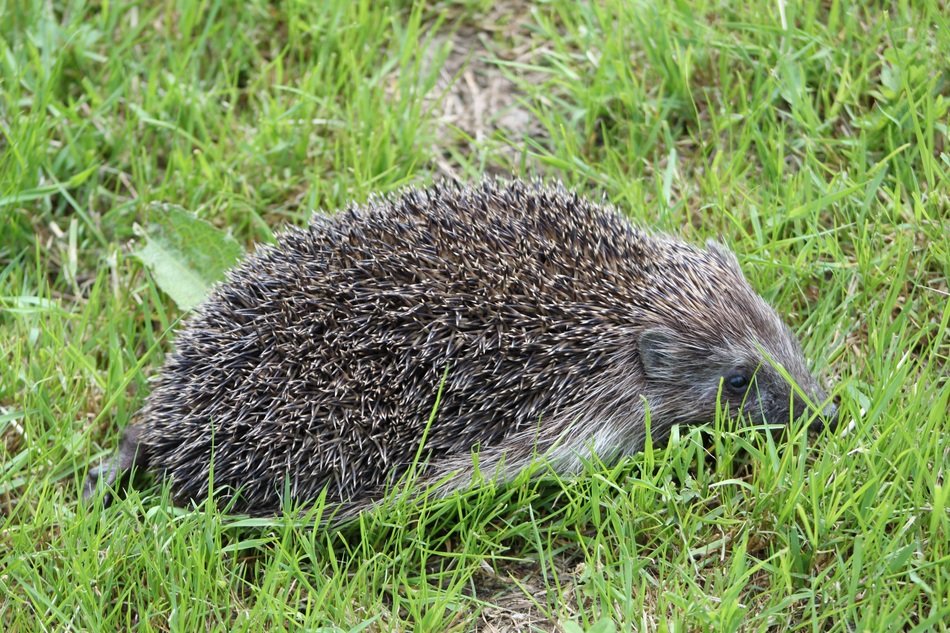 Picture of Hedgehog in a grass