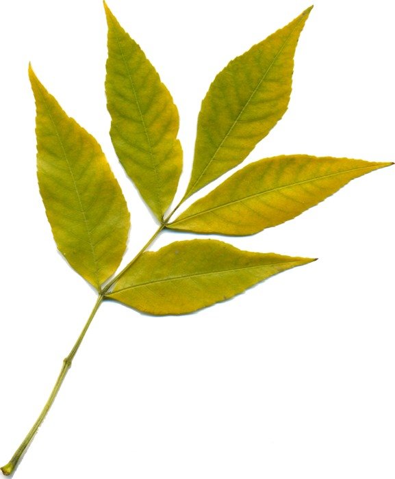 Picture of green autumn leaf