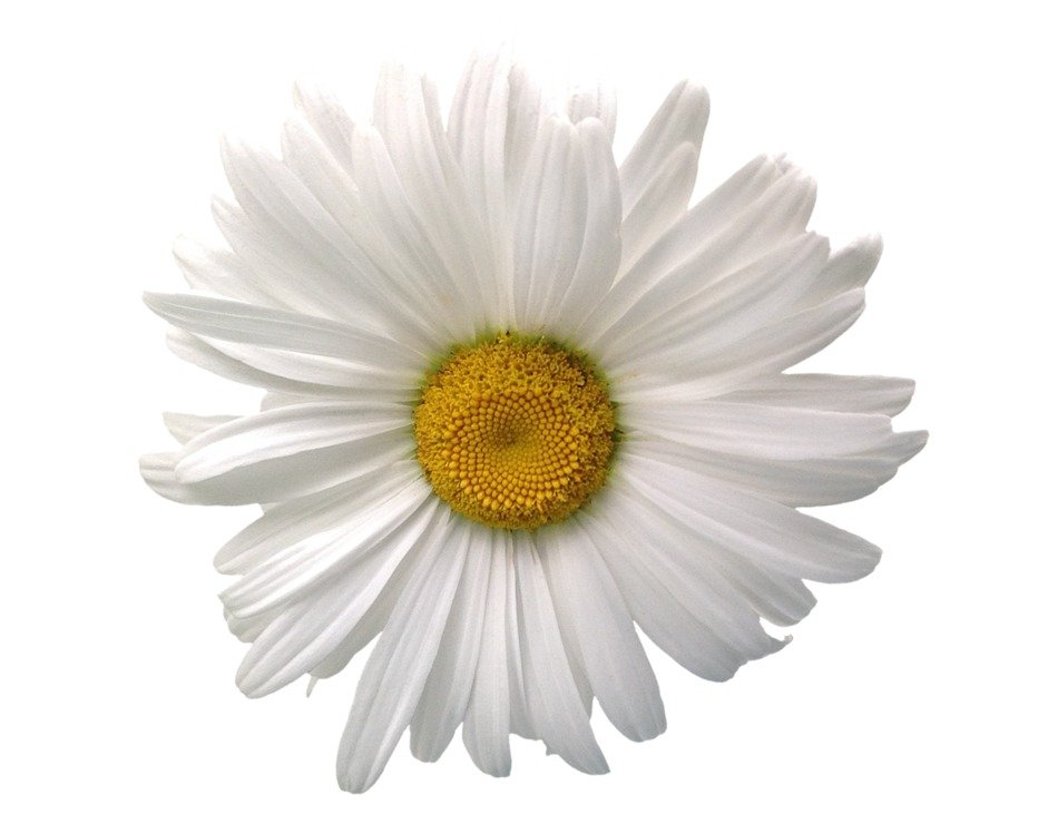 white daisy on a white background close-up
