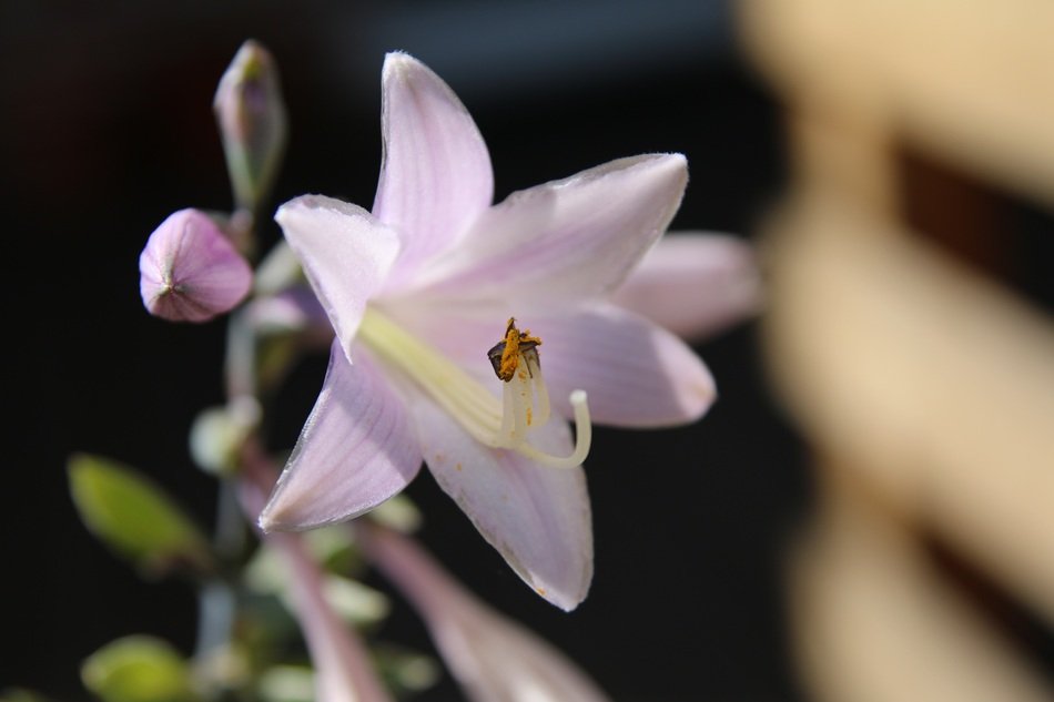 pale pink little lily close up