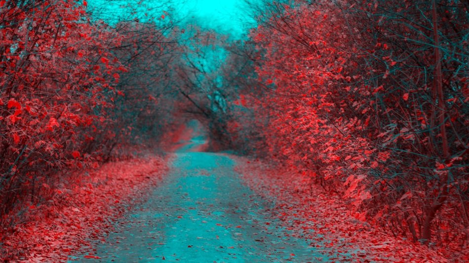 Colorful beautiful trees in the forest
