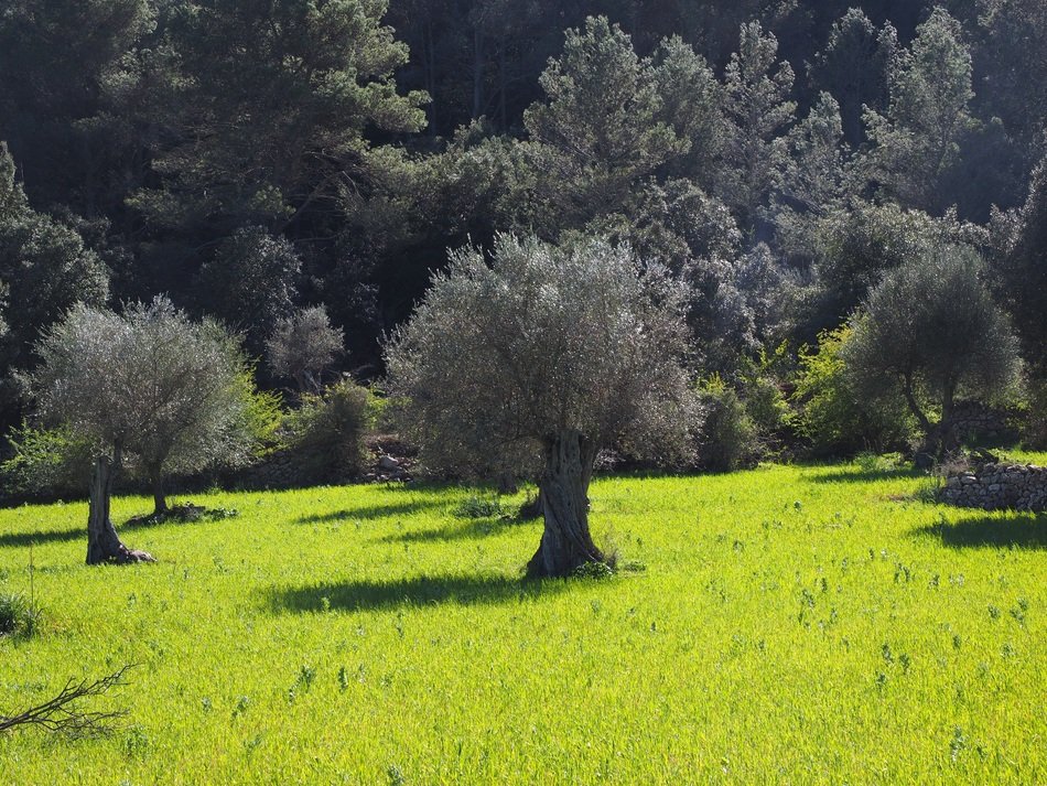 cultivation of olives