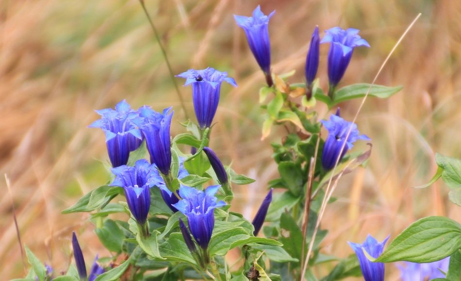 blue gentian in the mountains