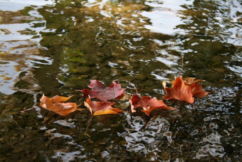 brown autumn leaves on the water