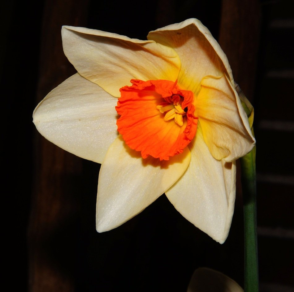 white narcissus blossom at night