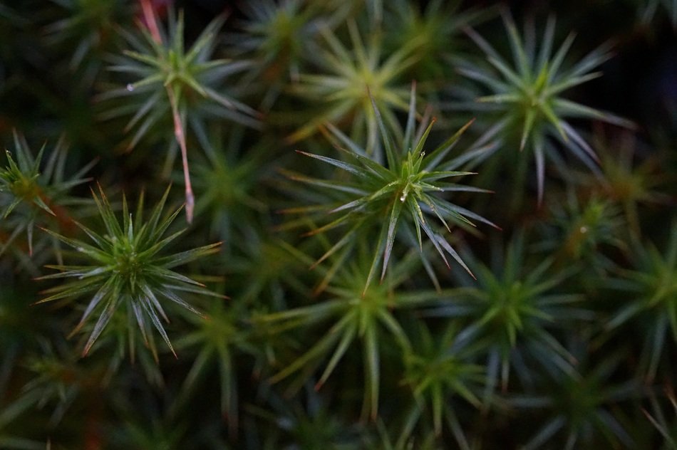 Close up photo of Moss