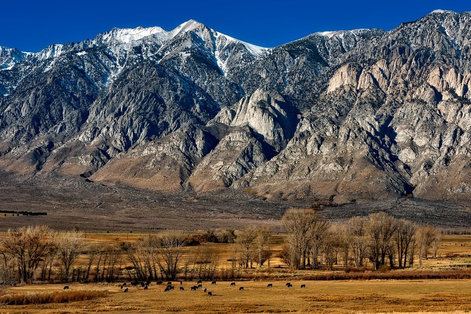 California Meadow Field Pasture