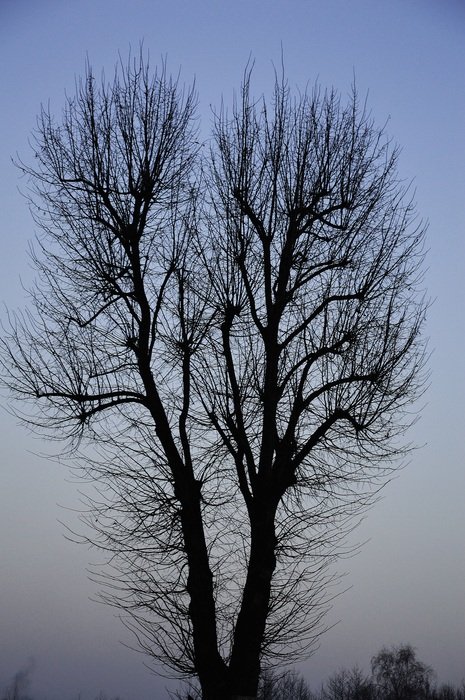 tall tree in the evening