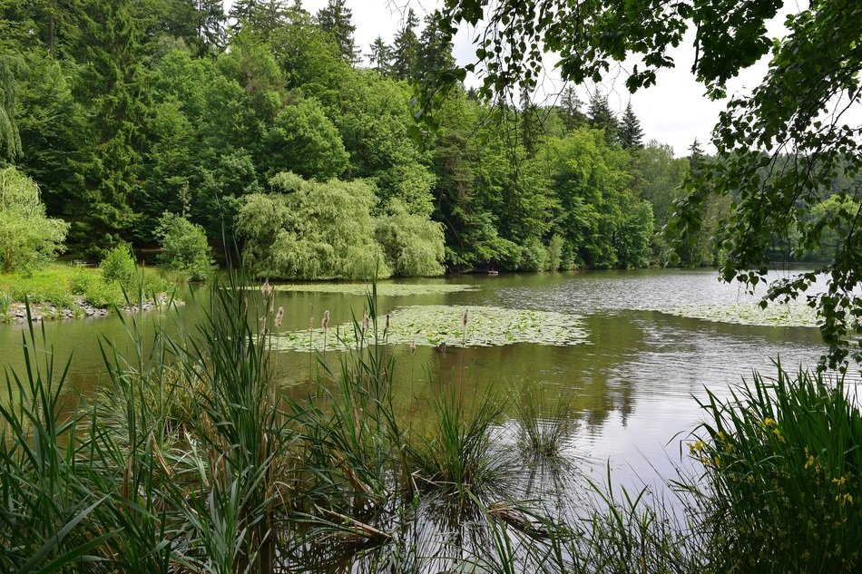 Landscape of Pond in bad sachsa