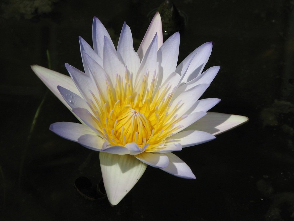 white waterlily lotus