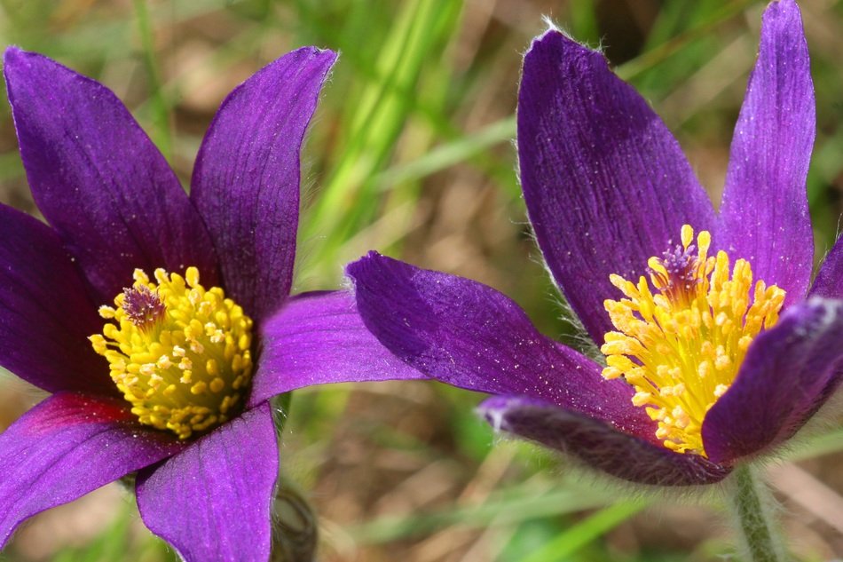 Pulsatille Flower