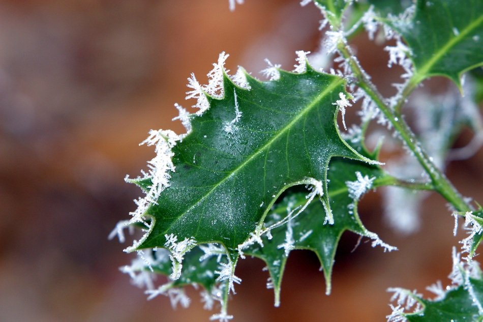Winter Ilex Hoarfrost