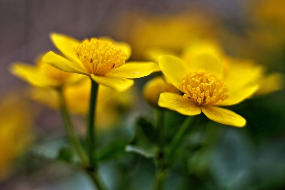 Yellow marigold flowers blossom