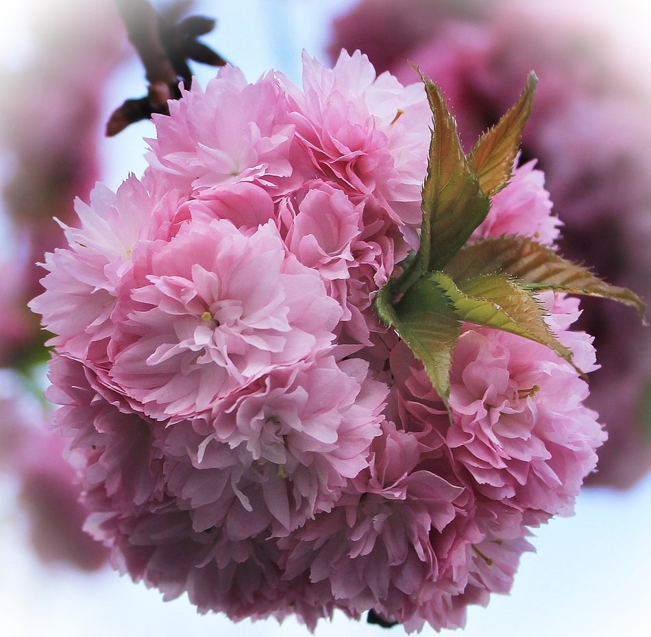 closeup of a japanese cherry blossom