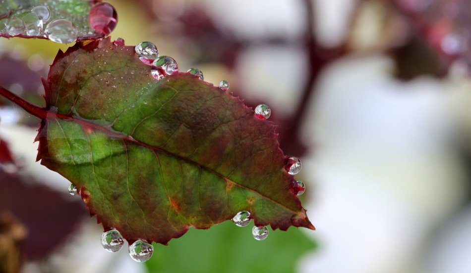 Rosenblatt Green Purple Raindrop
