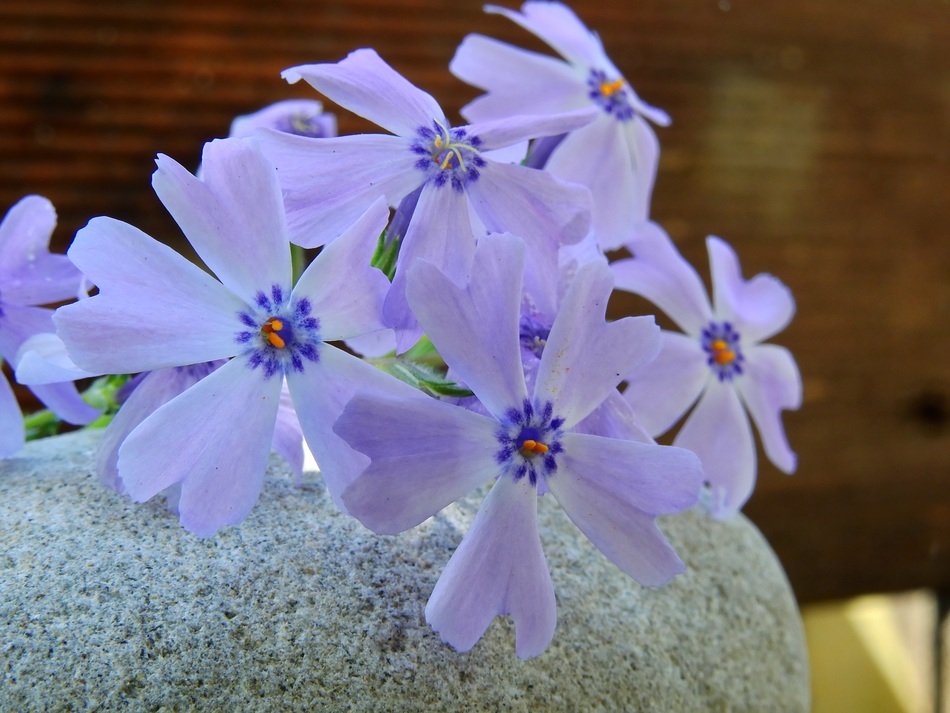 phlox flowers on the stone