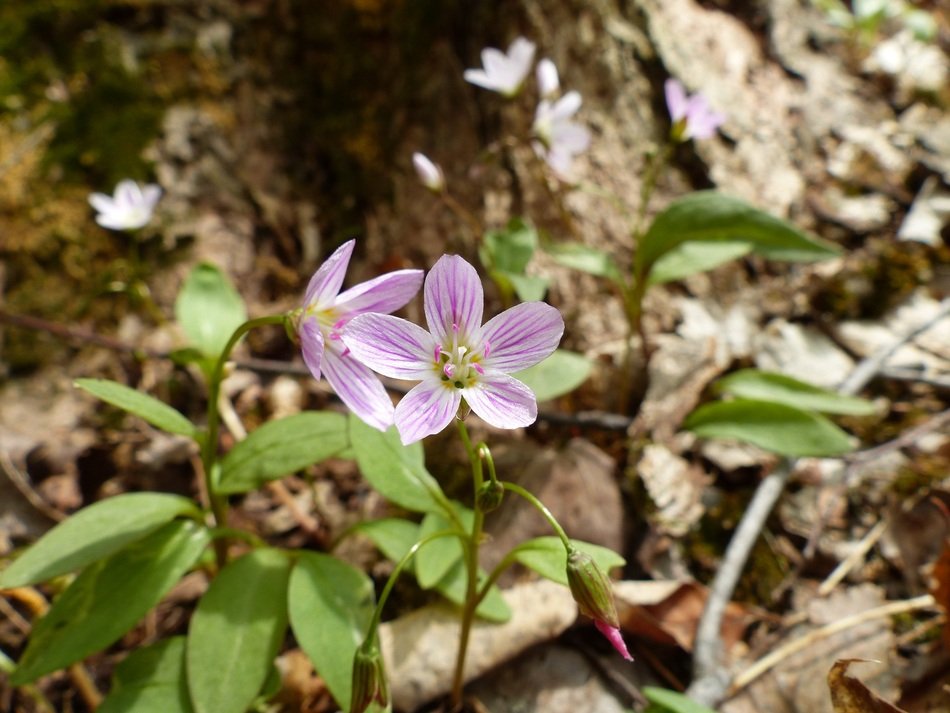 pink common mallow with striped petals