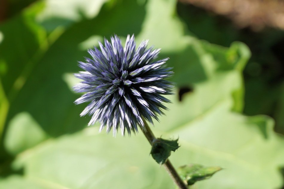 Colorful thistle flower blossoms