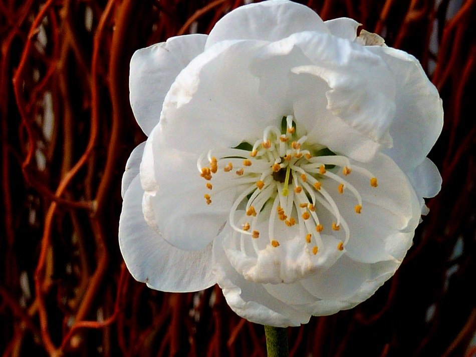 white flower on blurred background