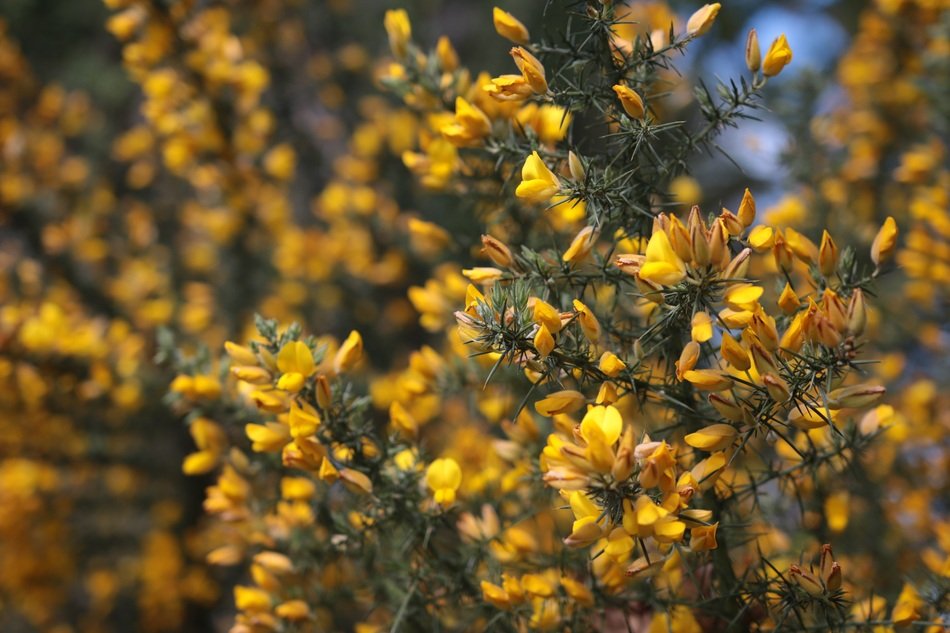 Spring yellow Flowers