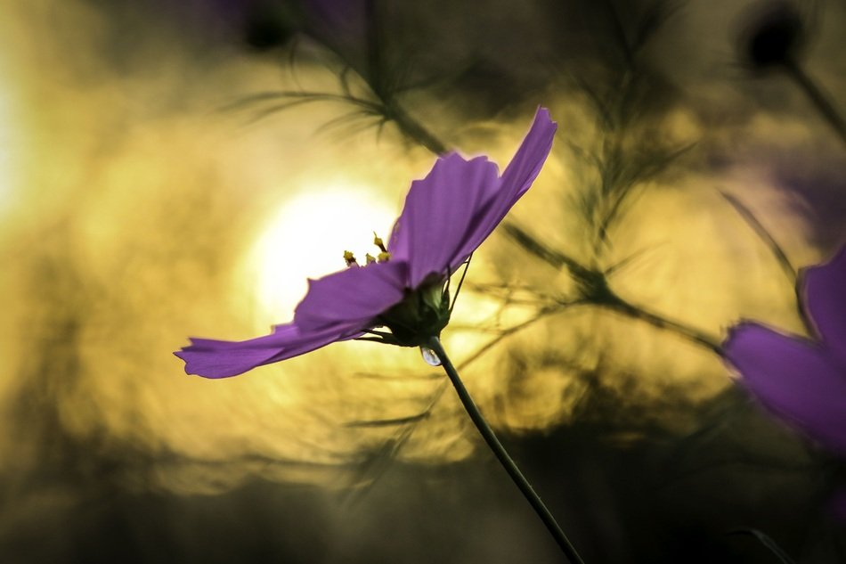 autumn flowers at sunset close-up on blurred background