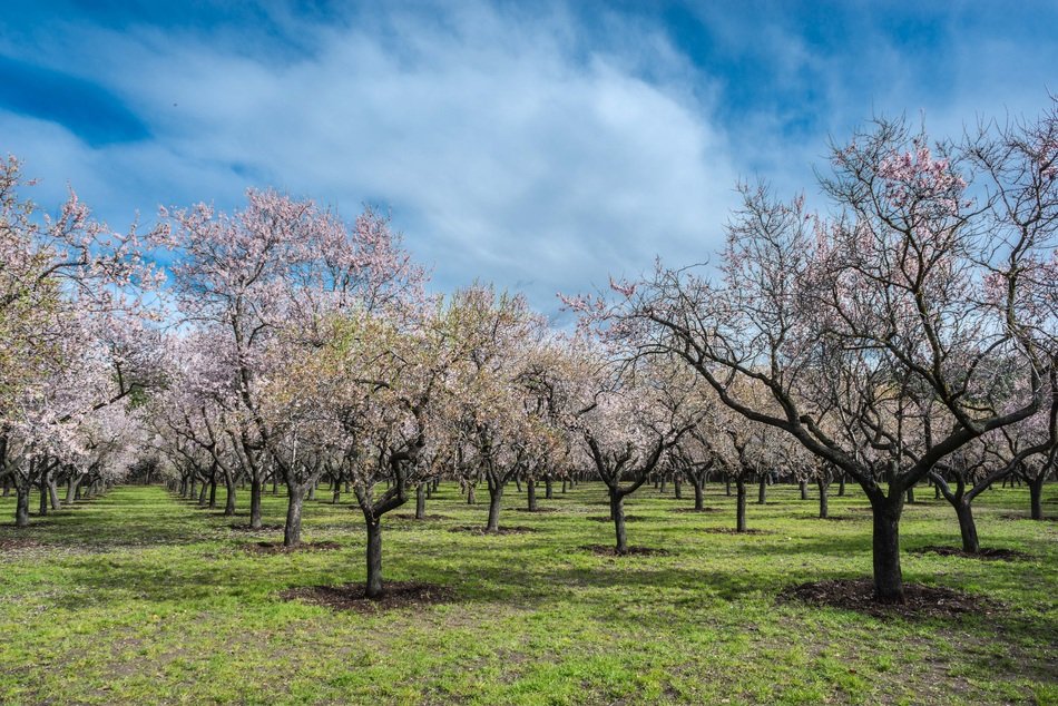 flowering almond trees on a sunny day