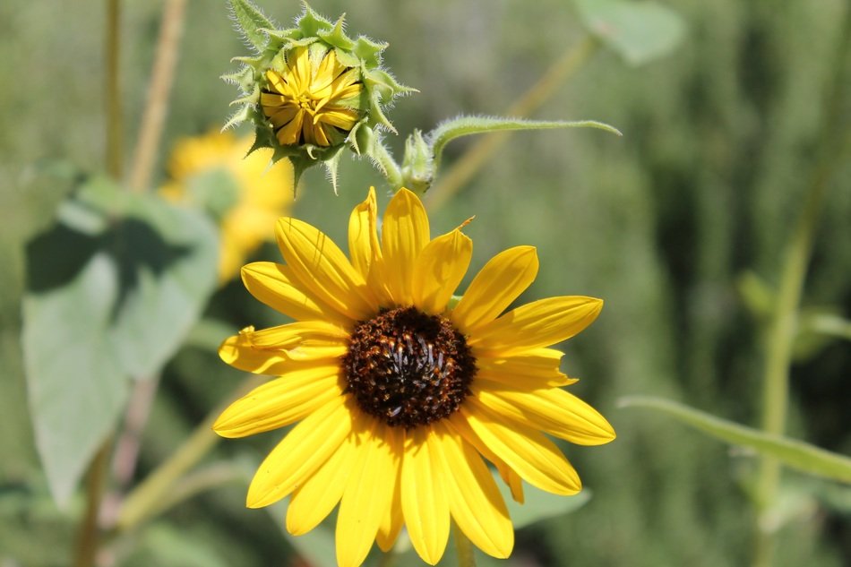 Beautiful yellow flowers in New Mexico