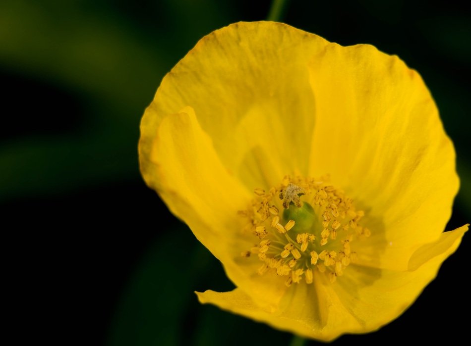 Macro photo of the beautiful yellow poppy flower at blurred background