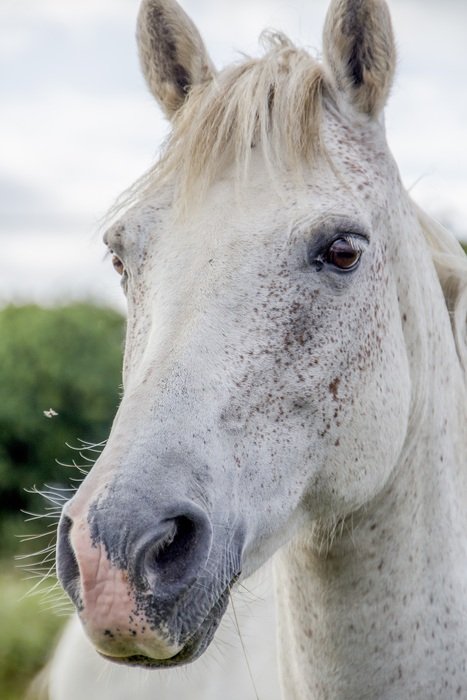 picturesque White Horse