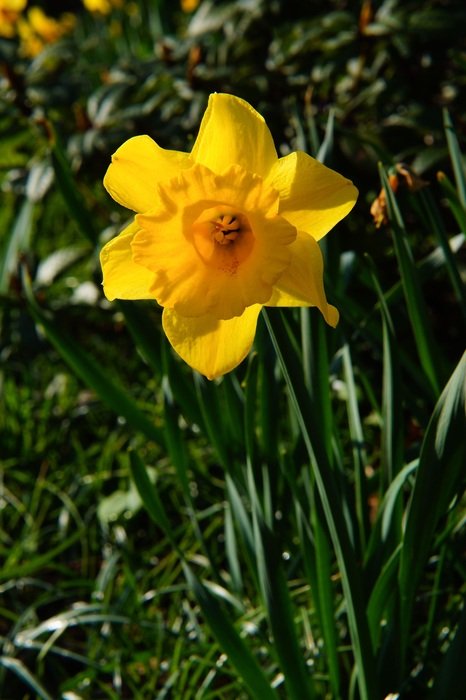 yellow daffodils in the sunlight on a blurred background