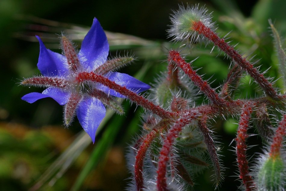 Borage Flower Nature Field