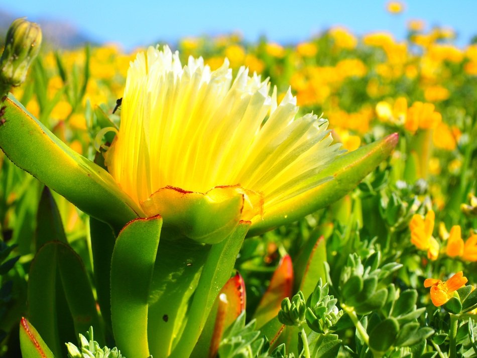 Yellow Hottentottenfeige