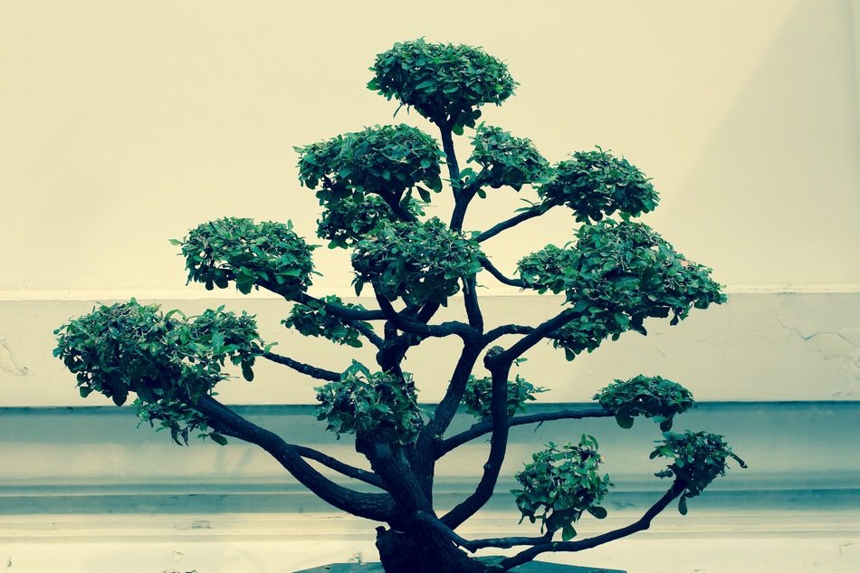 dark green bonsai