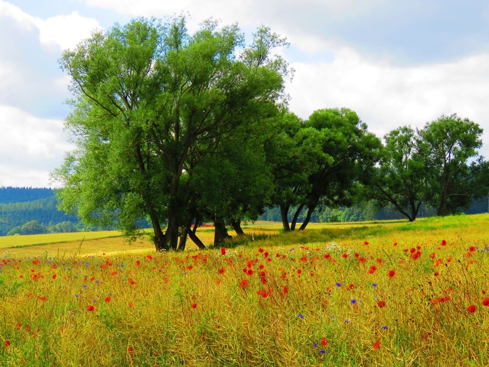red poppies on a field in the countryside