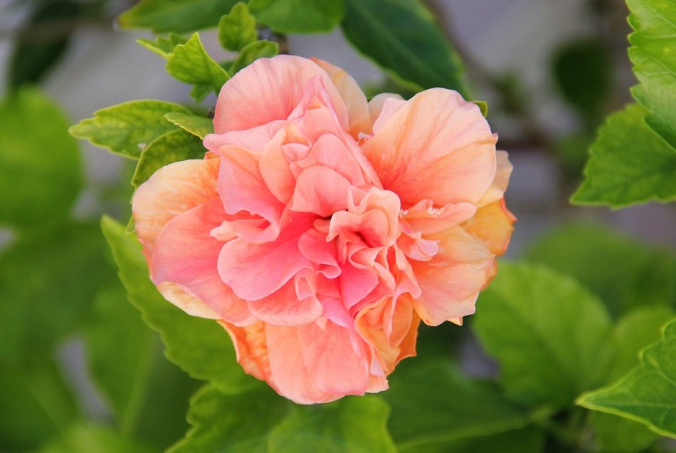 filled hibiskusblÃ¼te