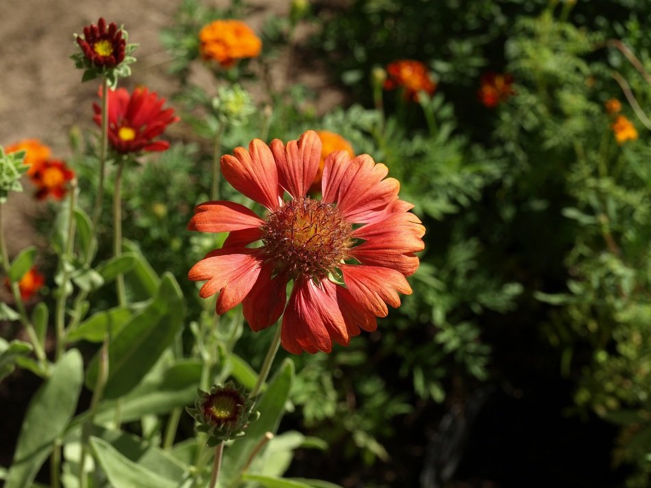 Gailardia Bristlecone or gaillardia aristata