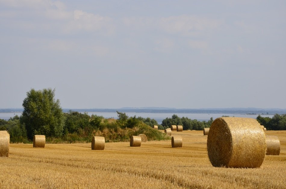 field with straw bales near the Baltic Sea