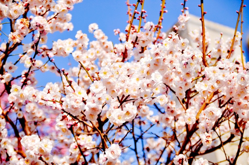plum blossom in the garden