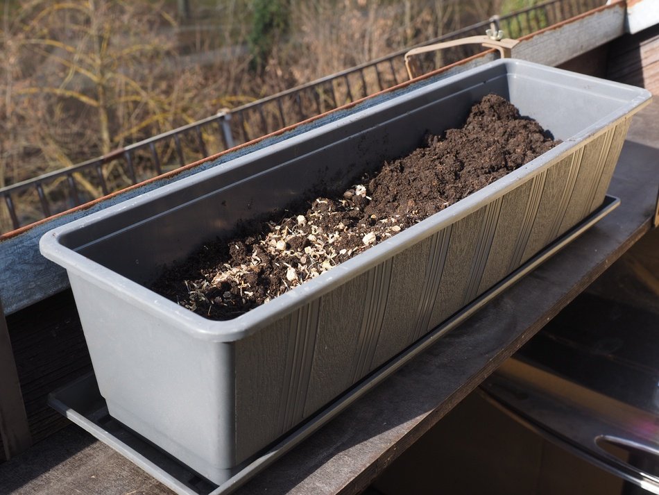 flower pot with earth and seeds