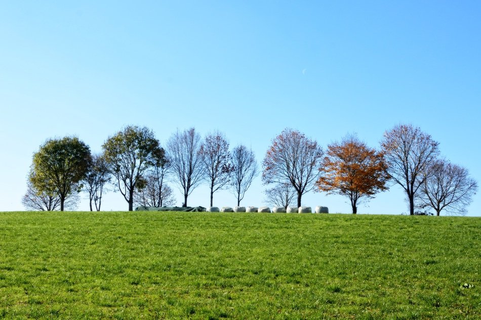 small grove of trees on the horizon