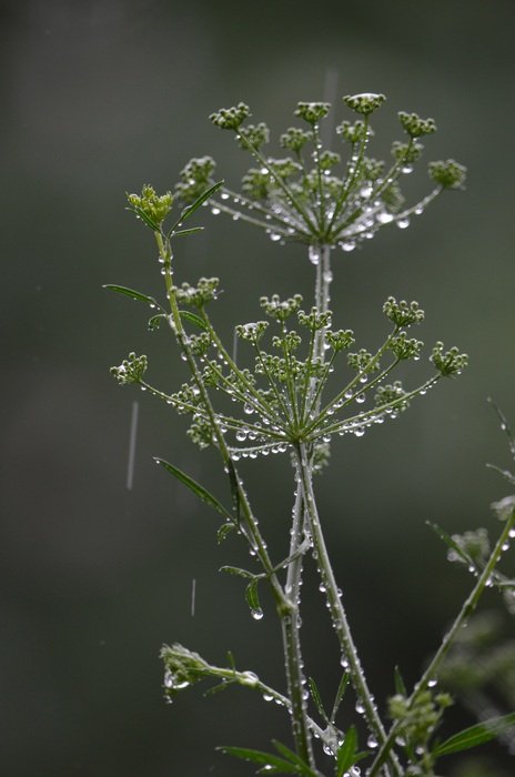 inflorescence of parsley in raindrops close-up