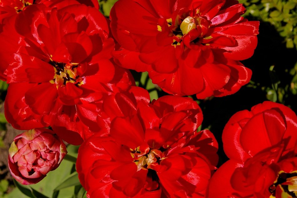 red tulips harbinger of spring