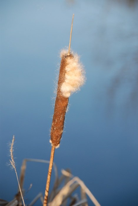 incredibly delicious Reed Dry Plant
