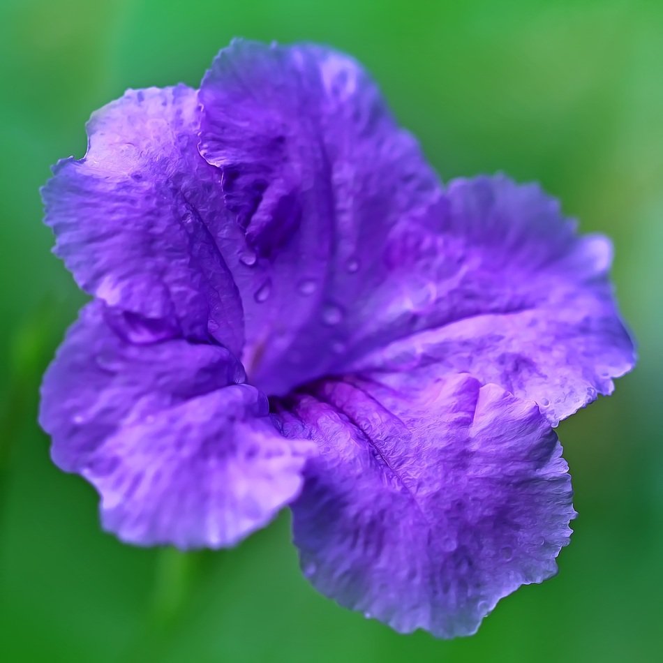 Beautiful, deep purple flower at green, blurred background